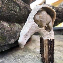 3-D Bison Inside American Eagle Hand Carved Antler Horn Bone Cane Handle USA
