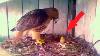 A Farmer Put A Chicken Egg Into An Eagle Nest This Is How Things Turned Out For The Chick