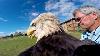 An American Bald Eagle Flies With A Gopro