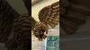 Eagle Hand Carved Out Of Old Growth Cypress