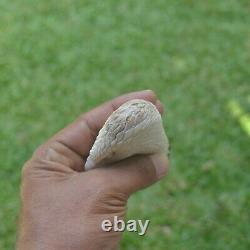 Eagle Head Carving 127mm Length Handle H997 in Antler Bali Hand Carved