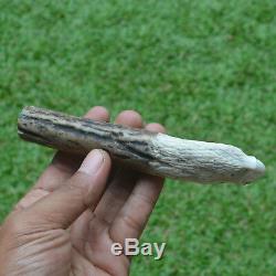 Eagle Head Carving 145mm Length Handle H496 in Antler Bali Hand Carved