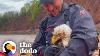 Guy Saves Bald Eagle From Drowning In River The Dodo Faith Restored