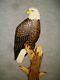 Hand Carved Perched Bald Eagle Wall Art Cabin Decor Chainsaw Wood Carving