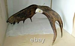 Hand Carved in Alaska Moose Antler with Soaring Eagle by B. Merry