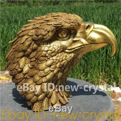 Hand-carved eagle skull head Furnishing articles ornaments 1pc BM71