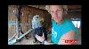 How Carve A Eagle In 58 Seconds Chainsaw Carving Tips For Eagle Shorts