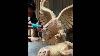 How To Make Animal Sculptures Wood Carving