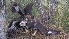 Kaljukotkas 2 Golden Eagle Elder Eaglet Attack On Sibling And Self Feeding July 6 2024