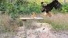 Man Make Quick Eagle Trap Using Wood