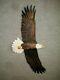 New! Hand Carved Soaring Bald Eagle Wall Art Cabin Decor Chainsaw Wood Carving