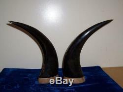 Pair Eagles On Branch Stump Hand Carved Bull Cow Horns Mount St Helens 10 1/2