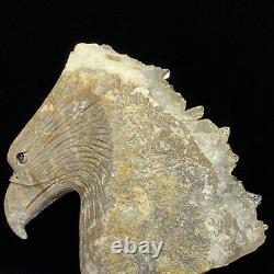 Rare of Natural Crystal Quartz Mineral Specimens Were Hand Carved Eagle Boutique